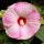 Mocsári hibiszkusz – Hibiscus moscheutos 'Luna Pink Swirl'