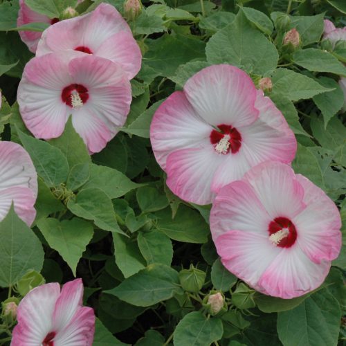 Mocsári hibiszkusz – Hibiscus moscheutos 'Luna Pink Swirl'
