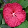 Mocsári hibiszkusz – Hibiscus moscheutos 'Luna Red'