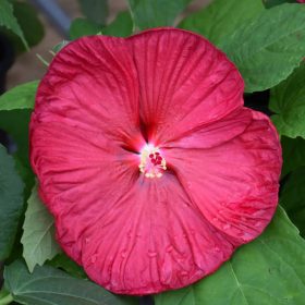   Mocsári hibiszkusz – Hibiscus moscheutos 'Luna Red'