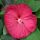 Mocsári hibiszkusz – Hibiscus moscheutos 'Luna Red'