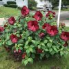 Mocsári hibiszkusz – Hibiscus moscheutos 'Luna Red'