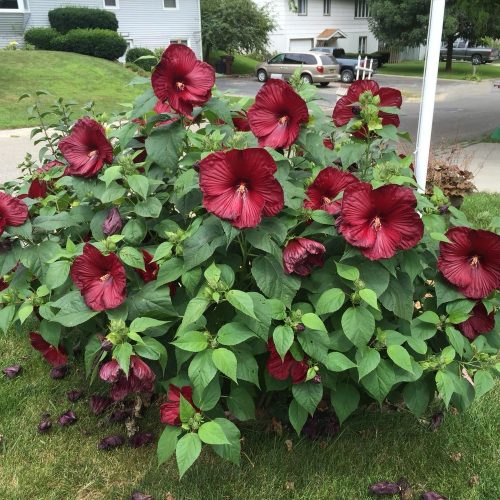 Mocsári hibiszkusz – Hibiscus moscheutos 'Luna Red'