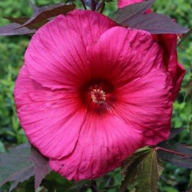   Mocsári hibiszkusz – Hibiscus moscheutos Planet® Griotte 'Tangri'