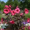 Mocsári hibiszkusz – Hibiscus moscheutos Planet® Griotte 'Tangri'