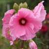Mocsári hibiszkusz – Hibiscus moscheutos Planet® Solène 'Tansol'