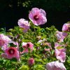 Mocsári hibiszkusz – Hibiscus moscheutos Planet® Solène 'Tansol'