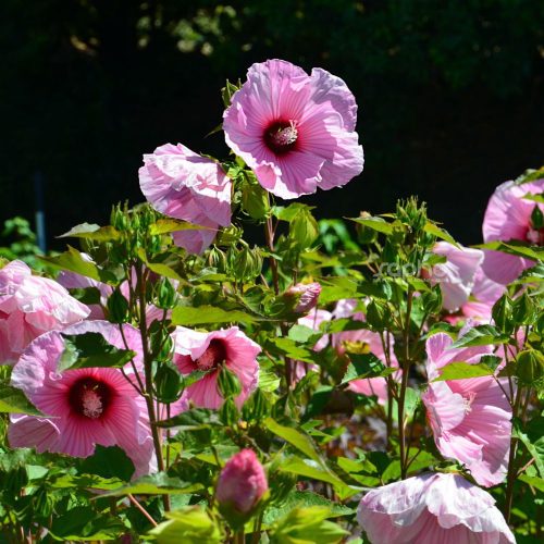 Mocsári hibiszkusz – Hibiscus moscheutos Planet® Solène 'Tansol'