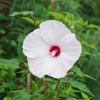 Mocsári hibiszkusz – Hibiscus moscheutos 