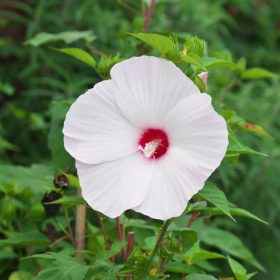 Mocsári hibiszkusz – Hibiscus moscheutos 