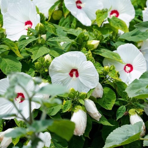 Mocsári hibiszkusz – Hibiscus moscheutos 