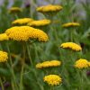 Jószagú cickafark – Achillea filipendulina 'Parker's Variety'