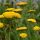 Jószagú cickafark – Achillea filipendulina 'Parker's Variety'
