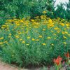 Jószagú cickafark – Achillea filipendulina 'Parker's Variety'
