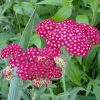 Közönséges cickafark – Achillea millefolium 'Cassis'