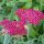 Közönséges cickafark – Achillea millefolium 'Cassis'