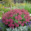 Közönséges cickafark – Achillea millefolium 'Cassis'