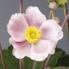Szellőrózsa – Anemone hupehensis 'Pink Saucer'