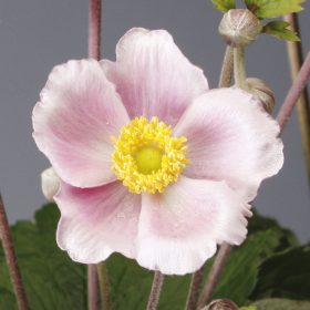 Szellőrózsa – Anemone hupehensis 'Pink Saucer'