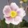 Szellőrózsa – Anemone hupehensis 'Pink Saucer'