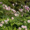 Szellőrózsa – Anemone hupehensis 'Pink Saucer'