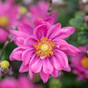   Szellőrózsa - Anemone × hybrida 'Garden Breeze Rosy Red'