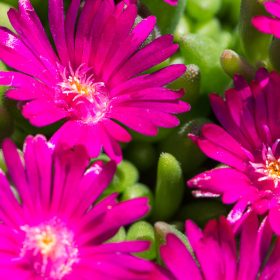   Délvirág - Delosperma cooperi 'Ice Cream Fuchsia'