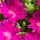 Délvirág - Delosperma cooperi 'Ice Cream Fuchsia'