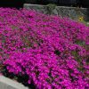 Délvirág - Delosperma cooperi 'Ice Cream Fuchsia'