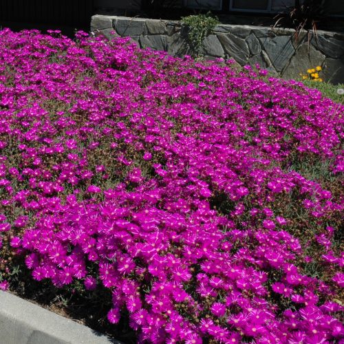 Délvirág - Delosperma cooperi 'Ice Cream Fuchsia'