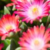 Délvirág - Delosperma cooperi 'Ice Cream Salmon'