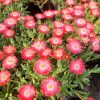 Délvirág - Delosperma cooperi 'Ice Cream Salmon'