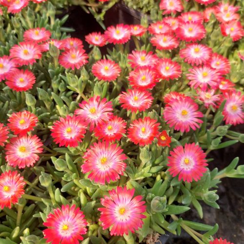 Délvirág - Delosperma cooperi 'Ice Cream Salmon'