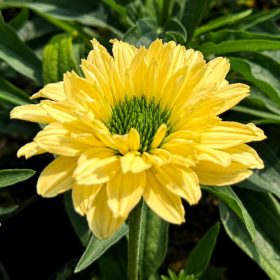 Kasvirág - Echinacea 'SunSeekers Limoncello'