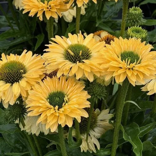 Kasvirág - Echinacea 'SunSeekers Limoncello'