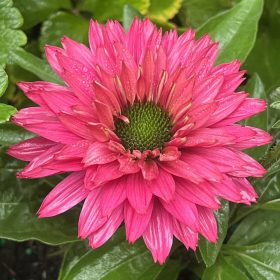 Kasvirág - Echinacea 'SunSeekers Sweet Fuchsia'
