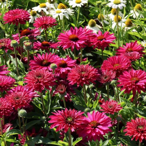 Kasvirág - Echinacea 'SunSeekers Sweet Fuchsia'