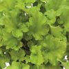 Tűzeső – Heuchera 'Shiny'