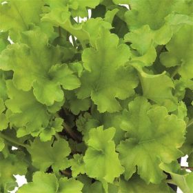 Tűzeső – Heuchera 'Shiny'