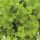Tűzeső – Heuchera 'Shiny'