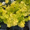 Tűzeső – Heuchera 'Shiny'