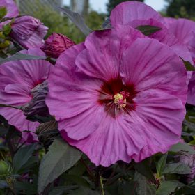 Mocsári hibiszkusz – Hibiscus ‘Berry Awesome’