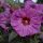 Mocsári hibiszkusz – Hibiscus ‘Berry Awesome’