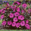 Mocsári hibiszkusz – Hibiscus ‘Berry Awesome’