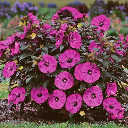 Mocsári hibiszkusz – Hibiscus ‘Berry Awesome’