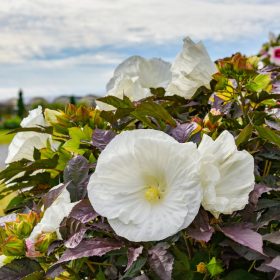   Mocsári hibiszkusz – Hibiscus 'Cookies and Cream'