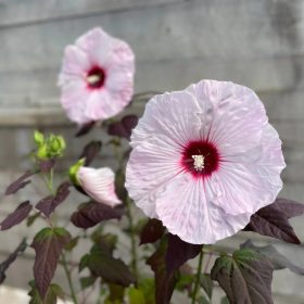 Mocsári hibiszkusz – Hibiscus 'Dark Mystery'