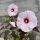 Mocsári hibiszkusz – Hibiscus 'Dark Mystery'