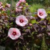 Mocsári hibiszkusz – Hibiscus 'Dark Mystery'