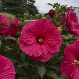   Mocsári hibiszkusz – Hibiscus 'Summer in Paradise'